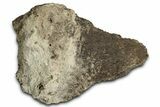 Dinosaur (Triceratops) Frill Shield Section - Montana #352278-1